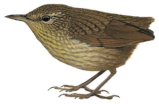 Acanthisittidae - New Zealand Wrens - Birds of the World