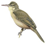 Aguiguan Reed Warbler Illustration