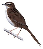 Chatham Fernbird Illustration