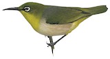 Robust White-eye Illustration