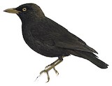 Mauke Starling Illustration