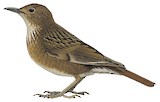 Bonin Thrush Illustration