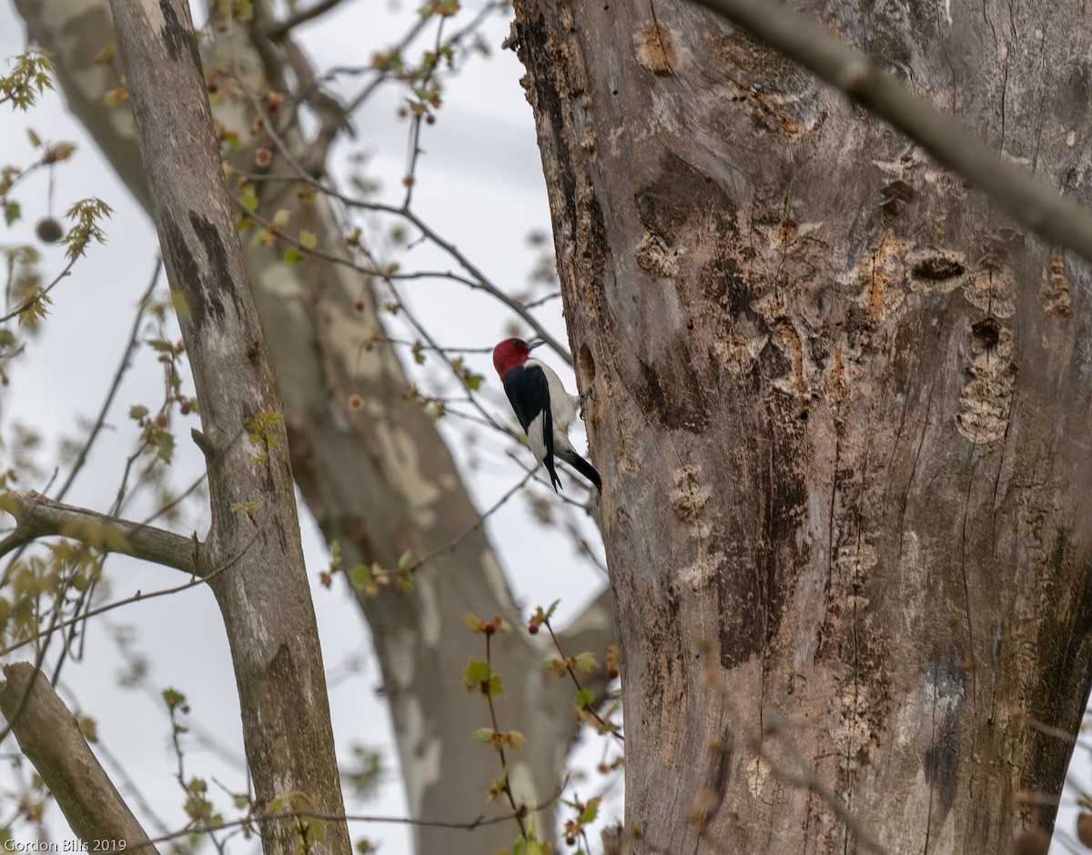 Red-headed Woodpecker - Gordon & Jody Bills
