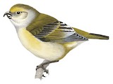 Lanai Hookbill Illustration