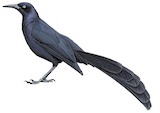 Slender-billed Grackle Illustration