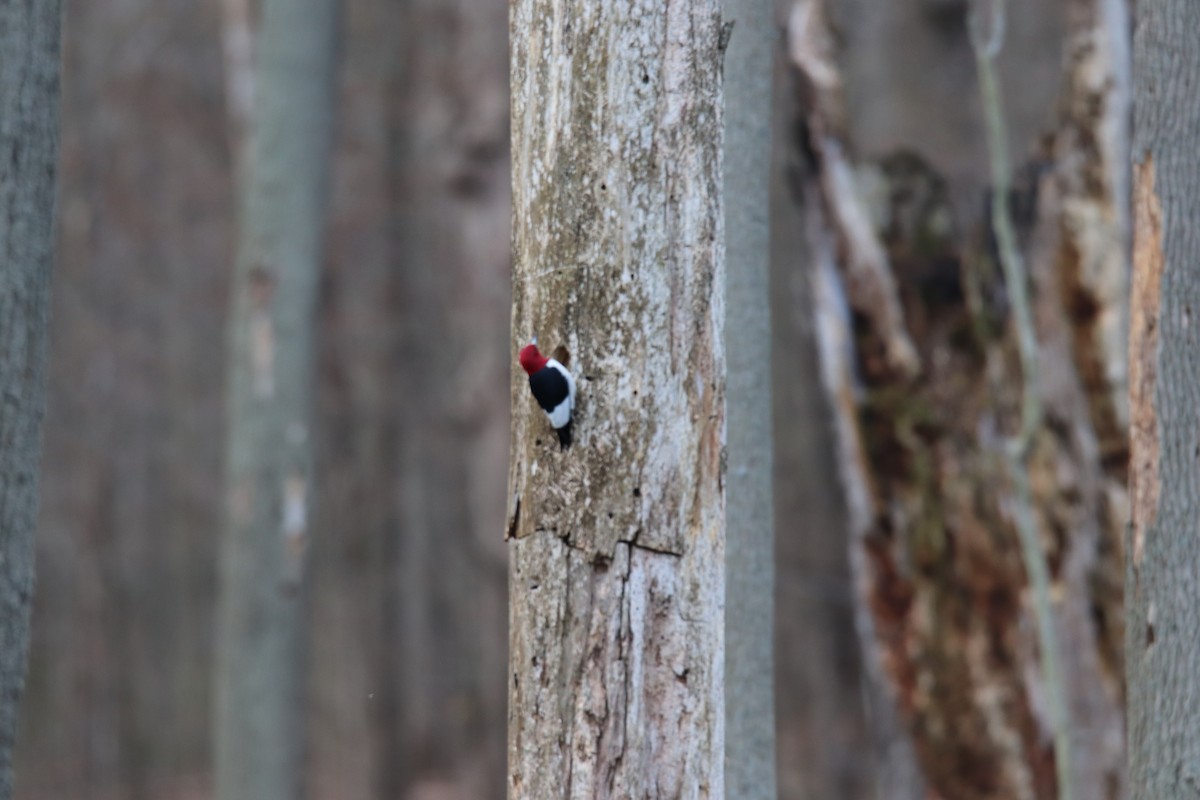 Red-headed Woodpecker - Lydia Machczynski