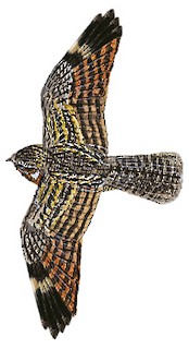 Caprimulgus affinis monticolus