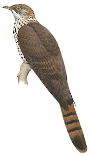 Hierococcyx varius varius