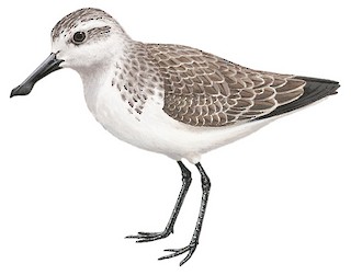 Illustration of non-breeding - Spoon-billed Sandpiper