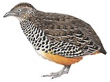 Barred Buttonquail Illustration