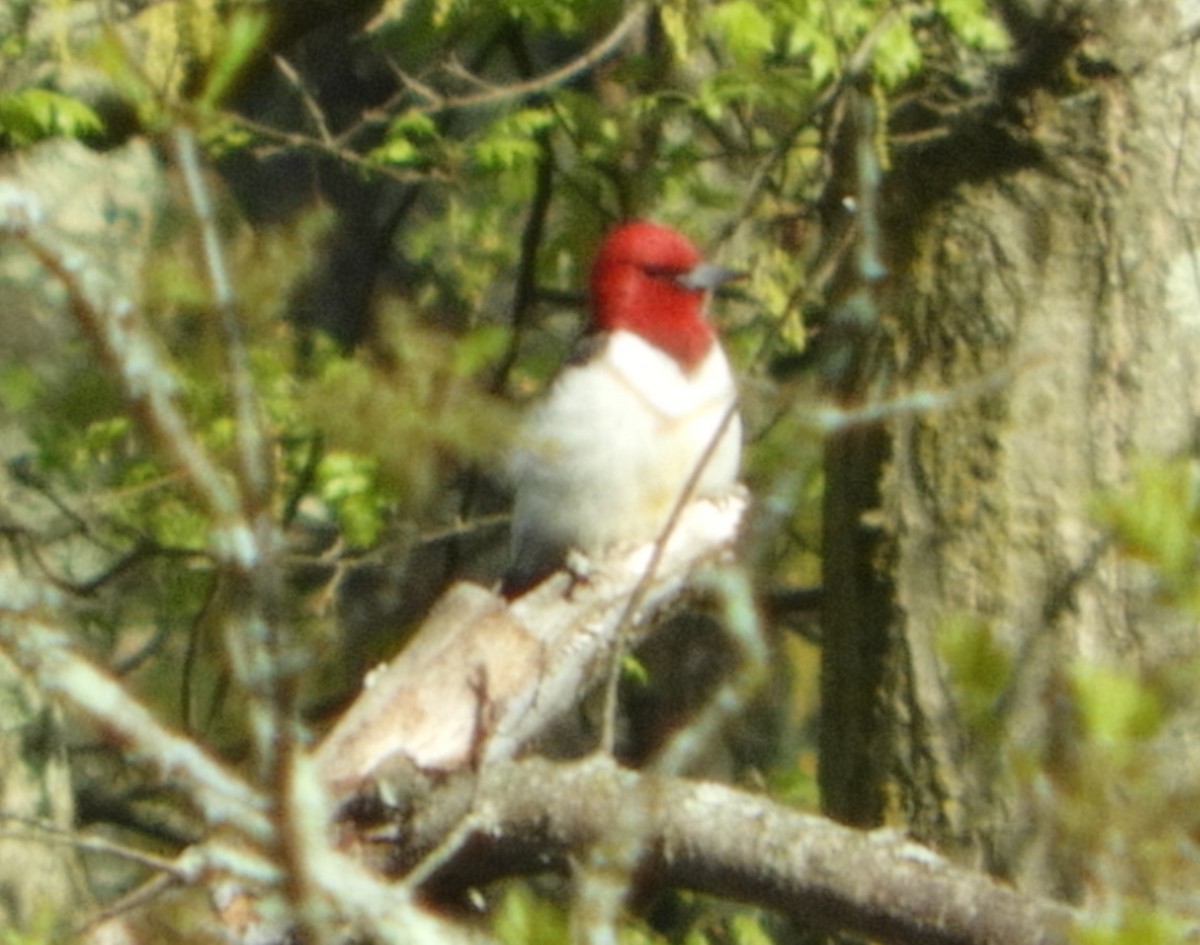 Red-headed Woodpecker - Marc Chelemer