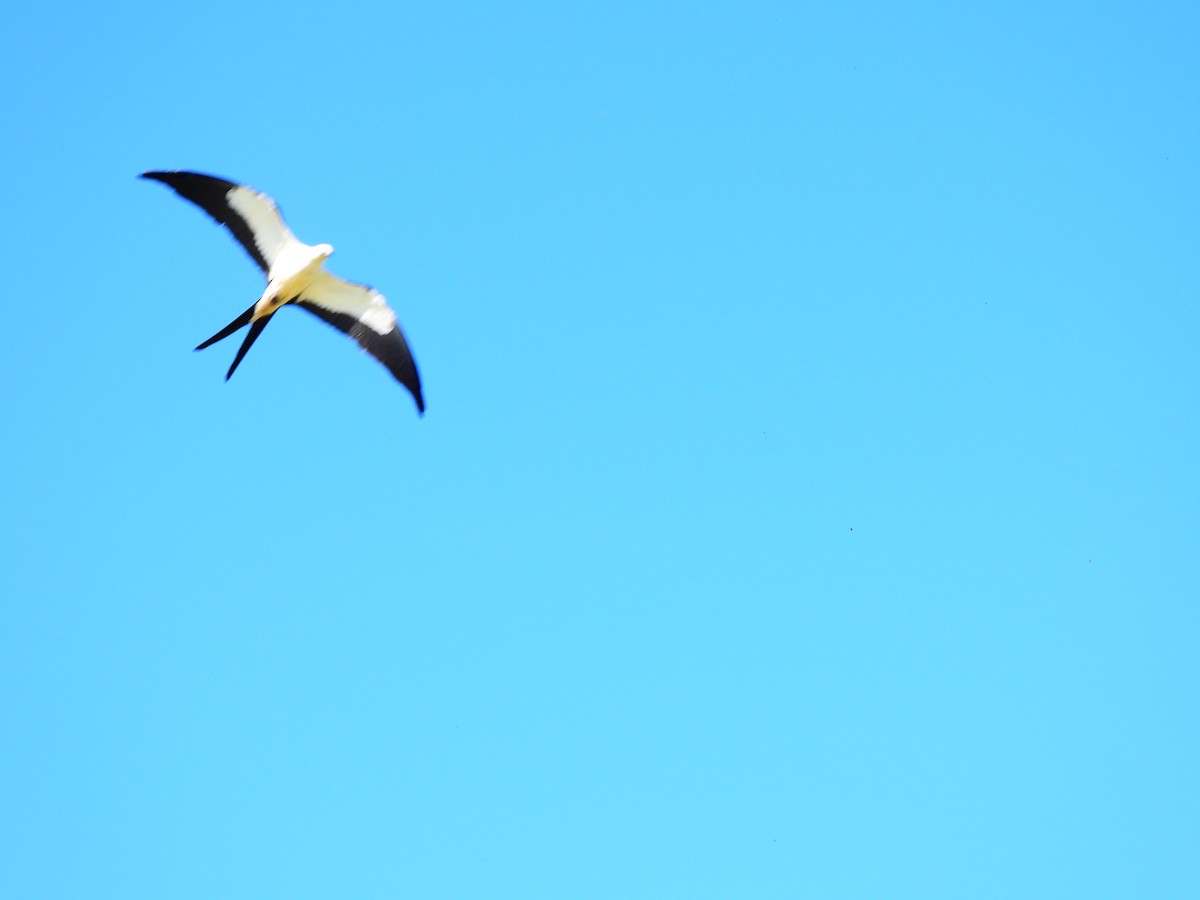 Swallow-tailed Kite - maria rowley