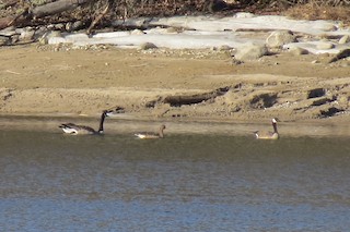 Greater White-fronted Goose, ML153735571