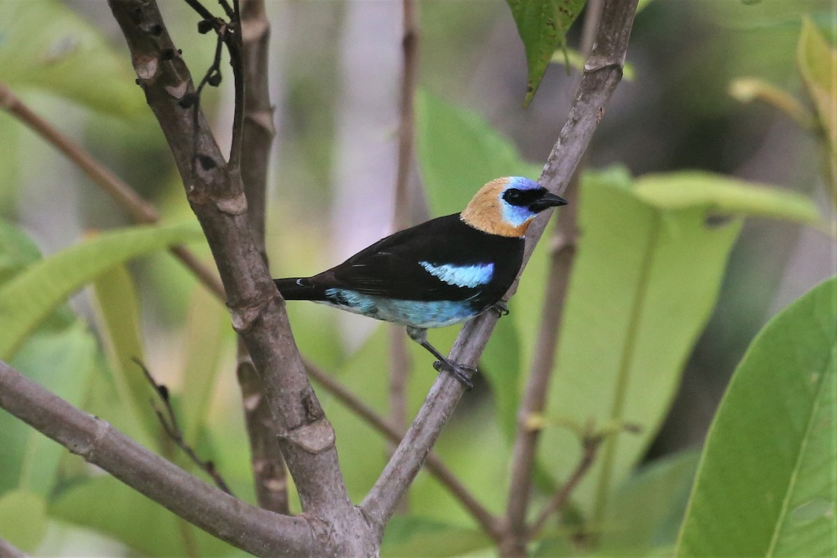 Golden-hooded Tanager - Charles Davies