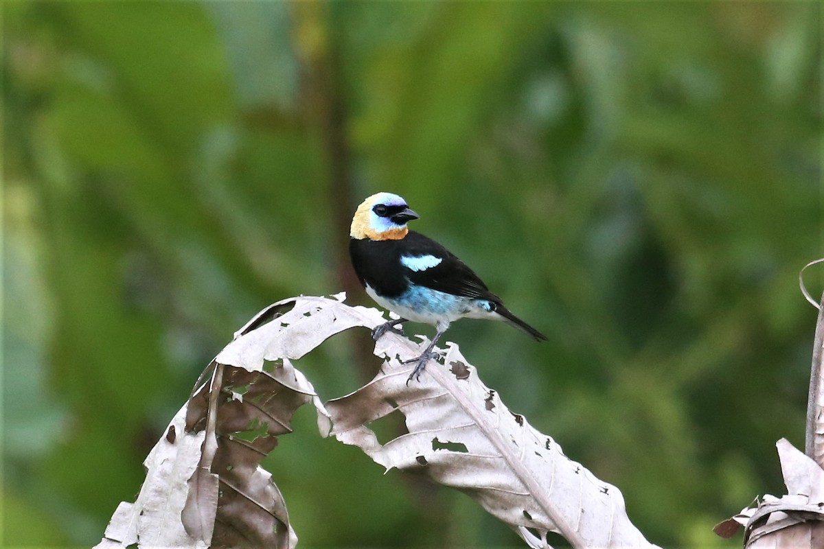 Golden-hooded Tanager - Charles Davies