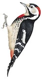 Necklaced Woodpecker Illustration