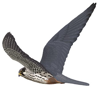 Illustration of  - Eurasian Hobby
