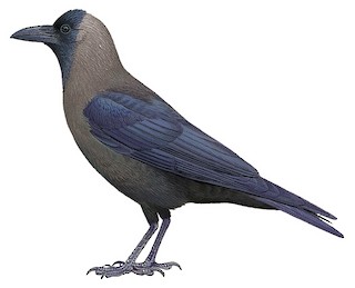 Corvus splendens protegatus