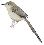 Burmese Prinia Illustration