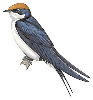 Hirundo smithii filifera