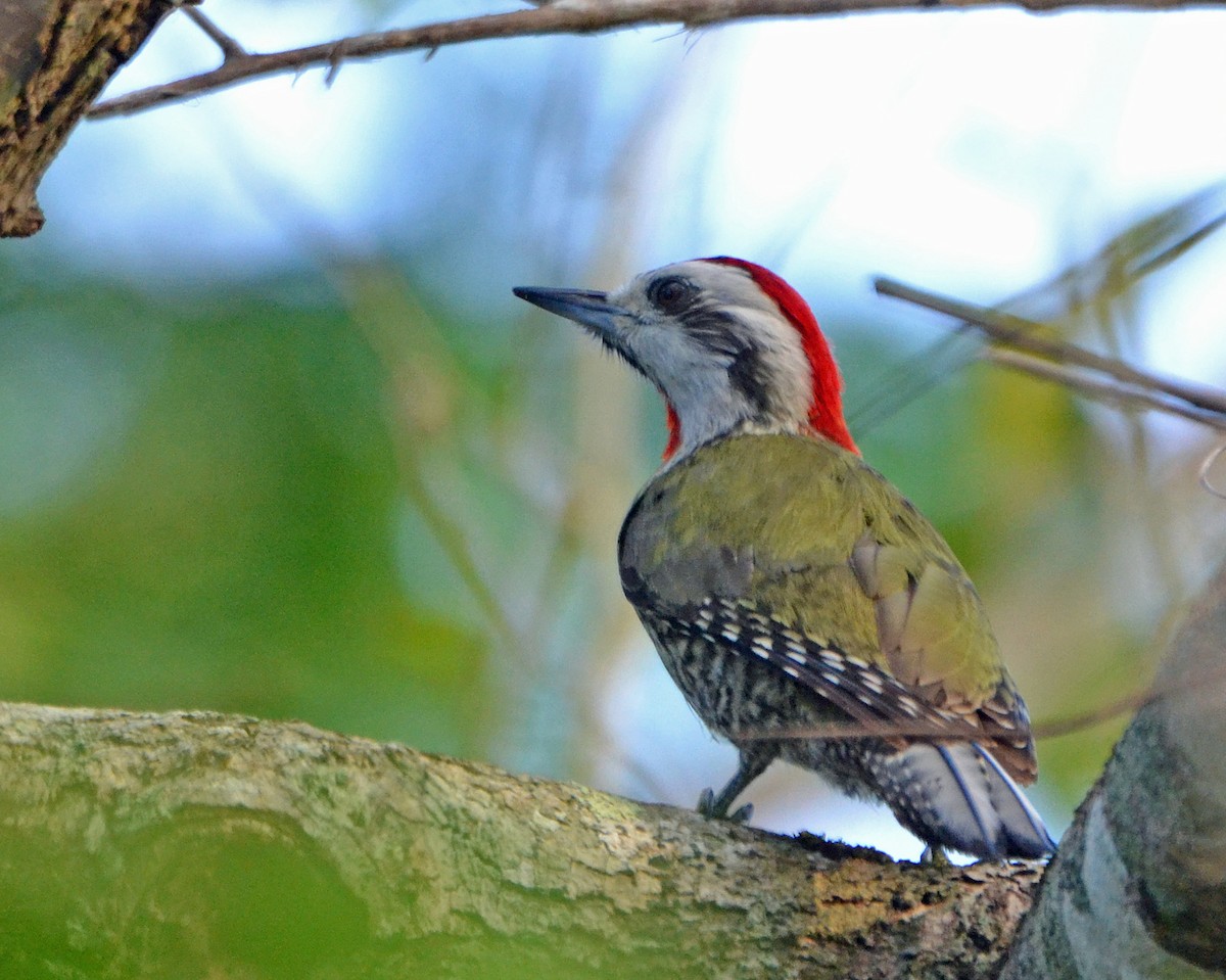 Cuban Green Woodpecker - ML153737701