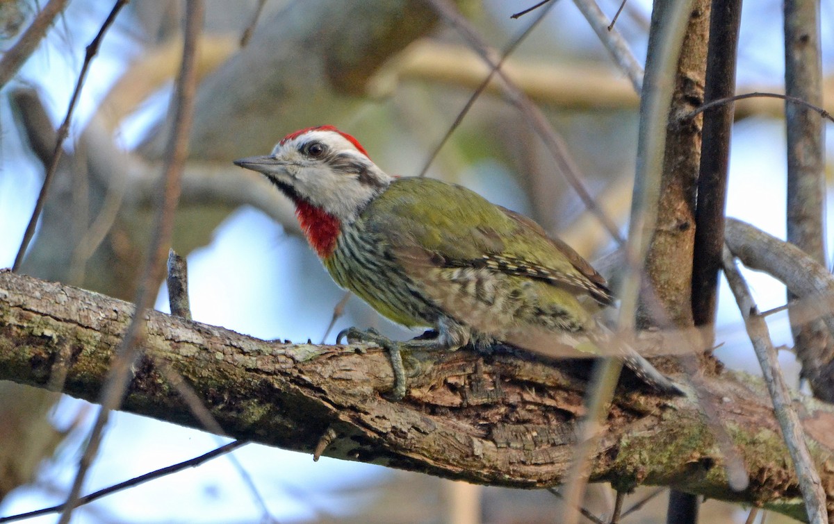 Cuban Green Woodpecker - ML153737761