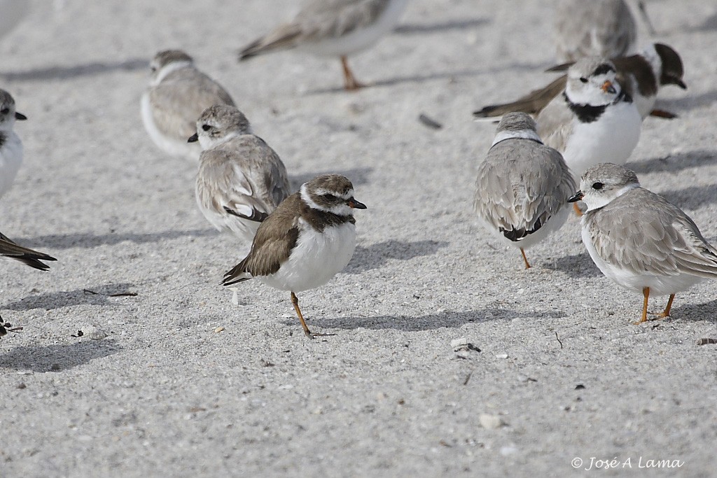 Semipalmated Plover - ML153738621