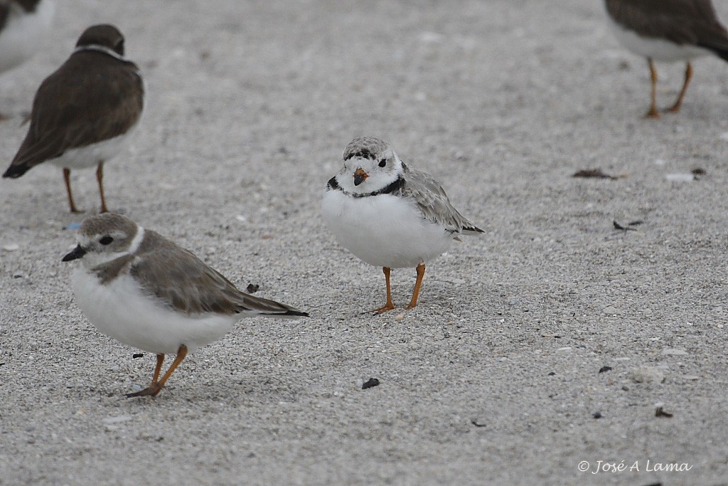 Piping Plover - ML153738661