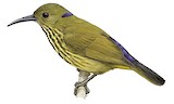 Purple-naped Sunbird Illustration