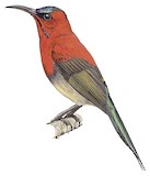 Crimson Sunbird Illustration