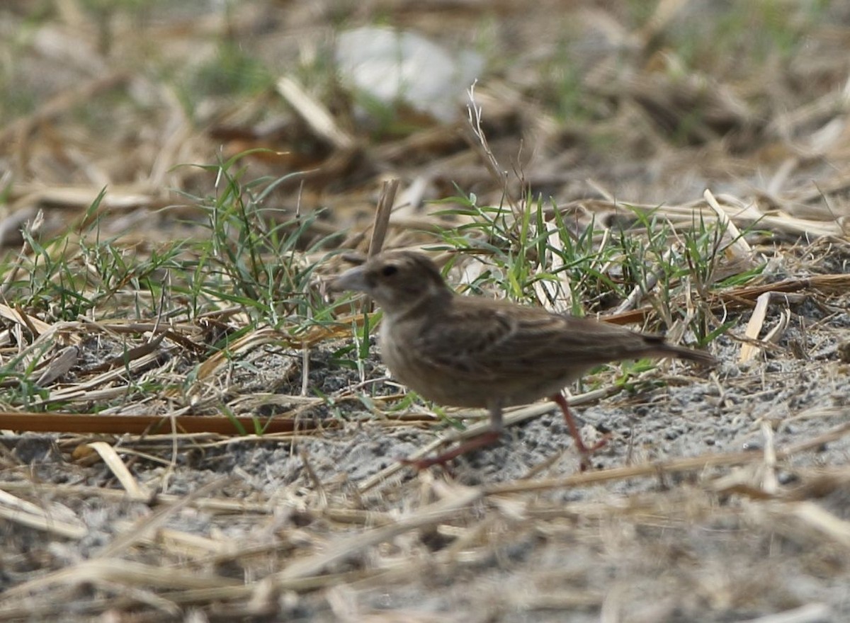 Ashy-crowned Sparrow-Lark - ML153741921