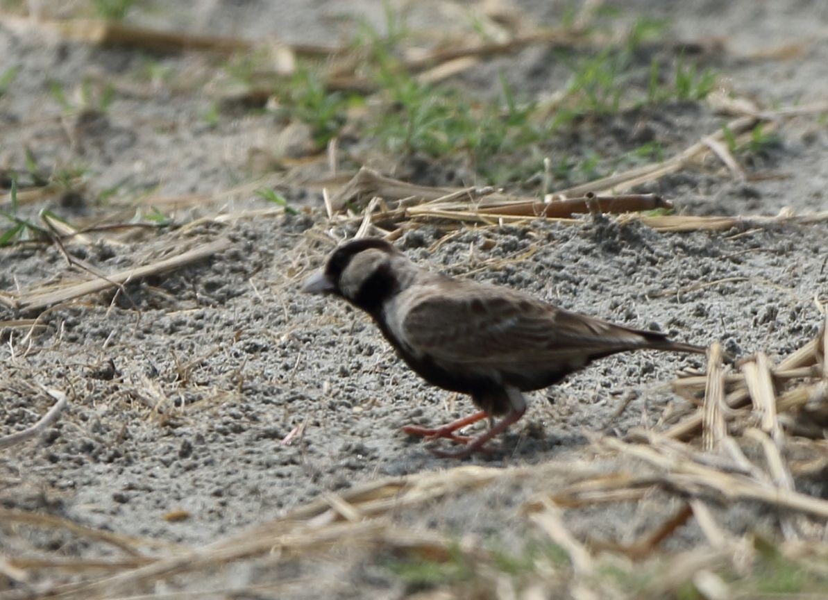 Ashy-crowned Sparrow-Lark - Arnab Pal