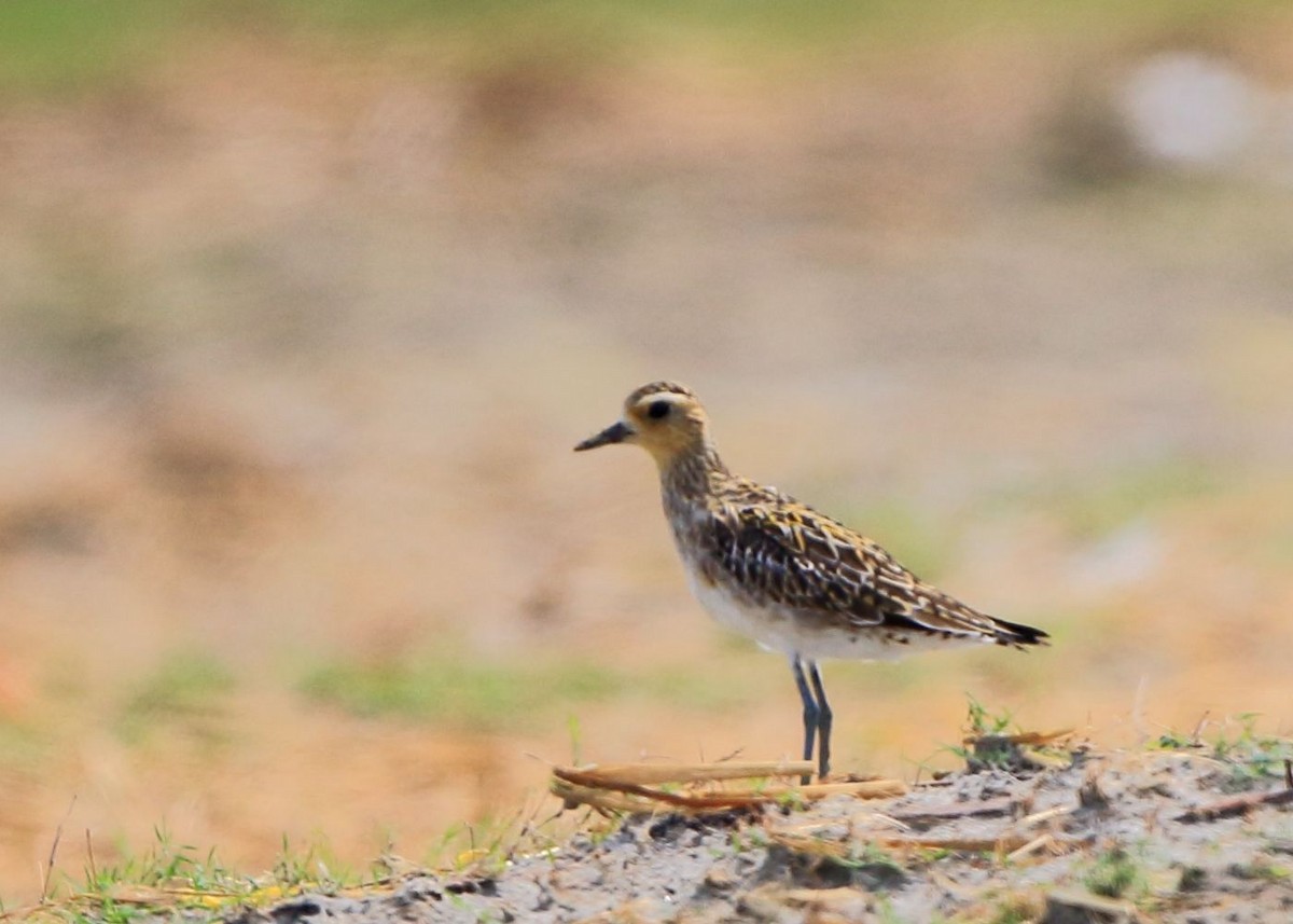 Pacific Golden-Plover - Arnab Pal