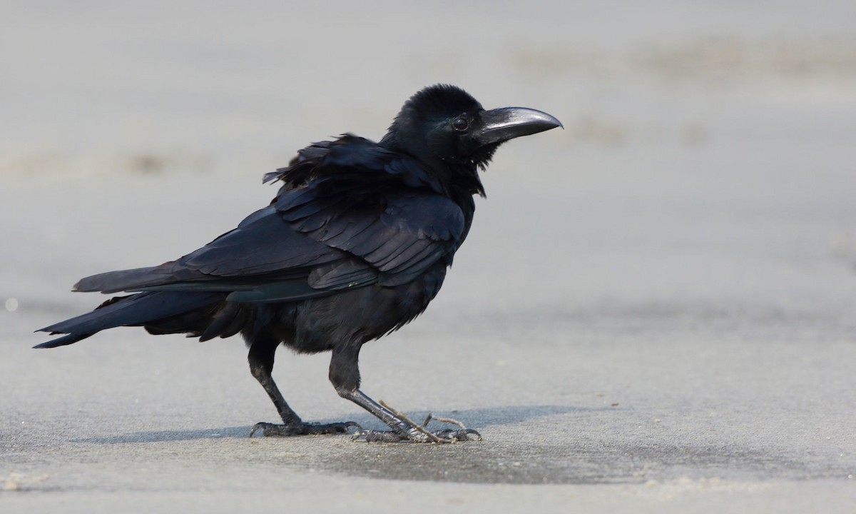 Large-billed Crow (Indian Jungle) - Arnab Pal
