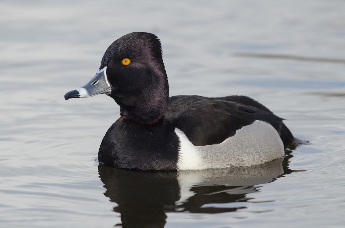 Ring-necked Duck - ML153742781