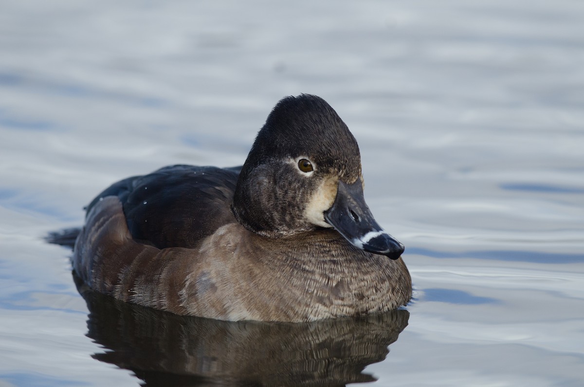 Ring-necked Duck - ML153742791