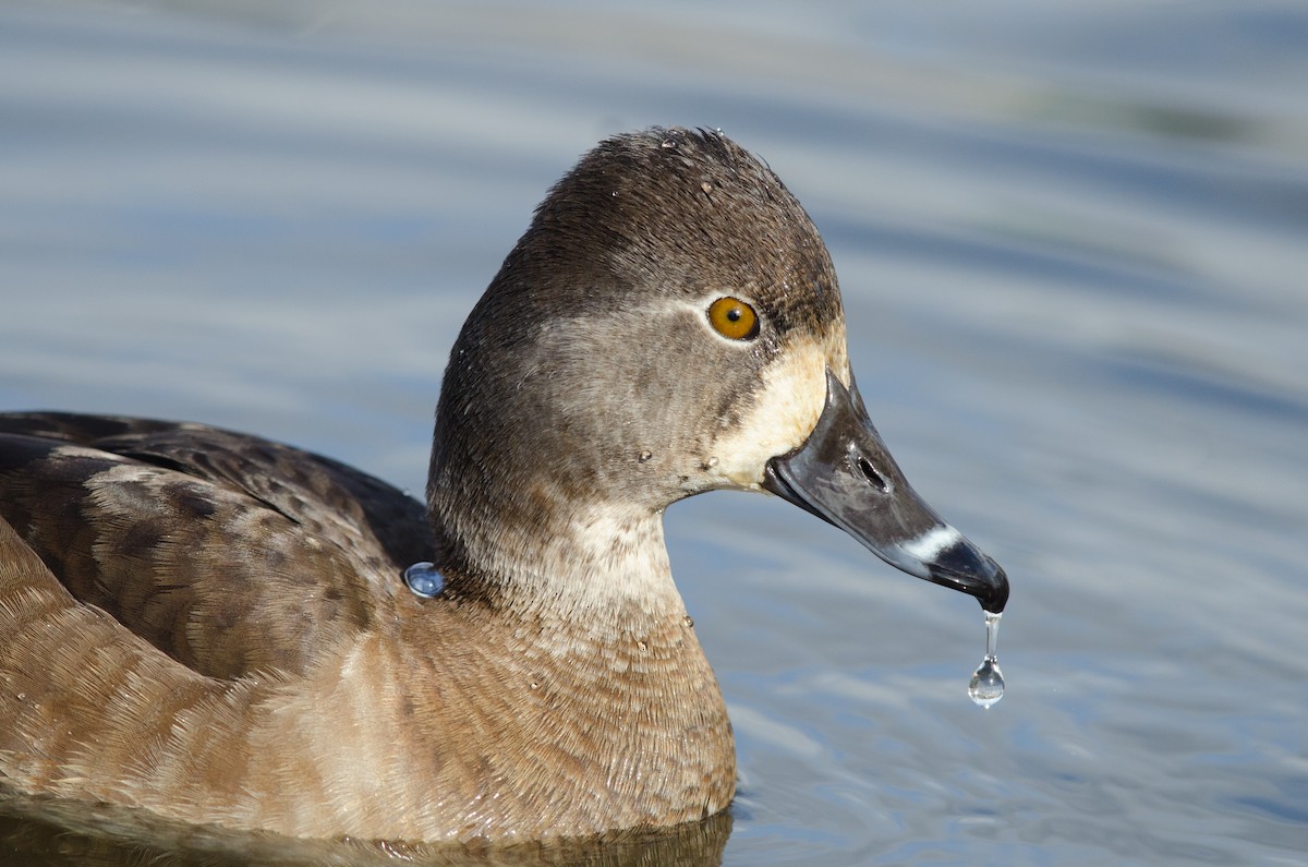Ring-necked Duck - ML153743161