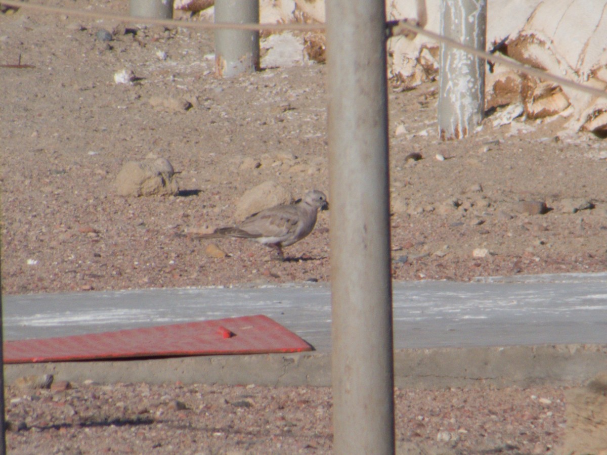 African Collared-Dove - ML153743281