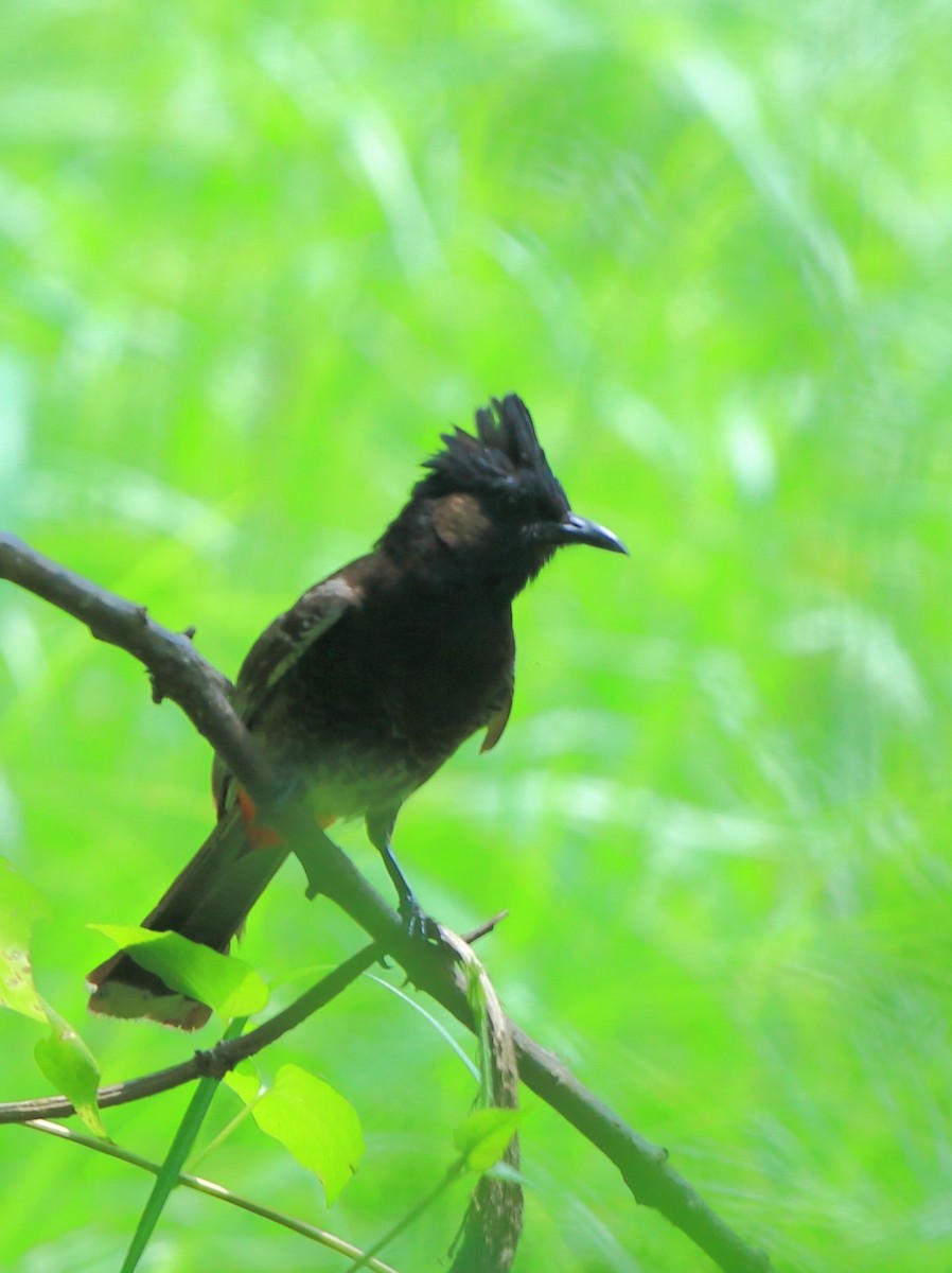 Red-vented Bulbul - ML153743291