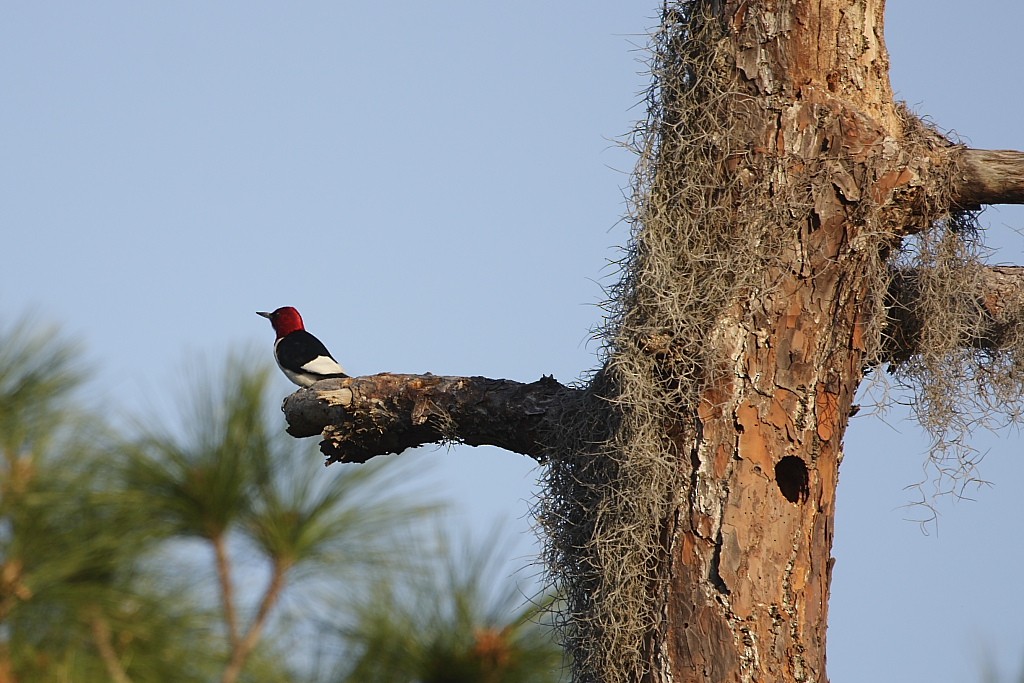 Red-headed Woodpecker - Jose Antonio Lama