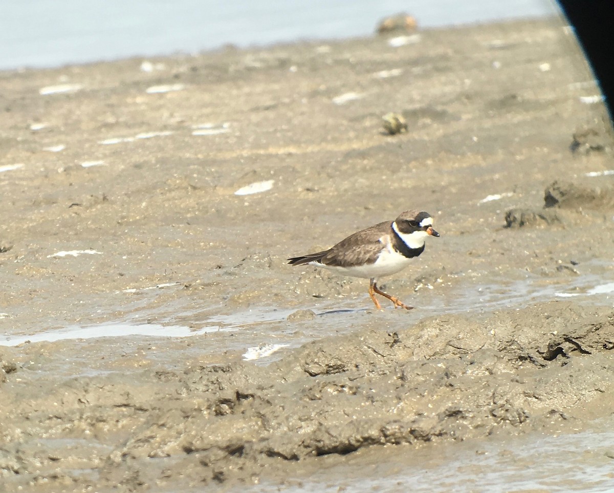 Semipalmated Plover - ML153744251