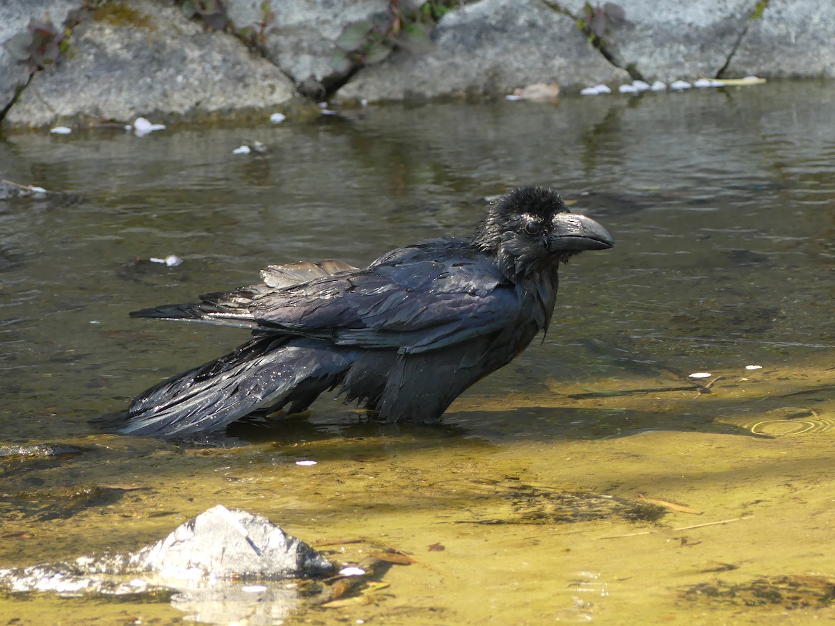 Large-billed Crow - Suzanne Cholette