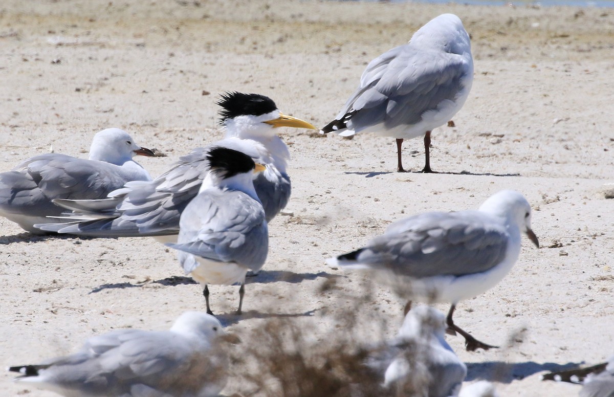 Great Crested Tern - ML153746331