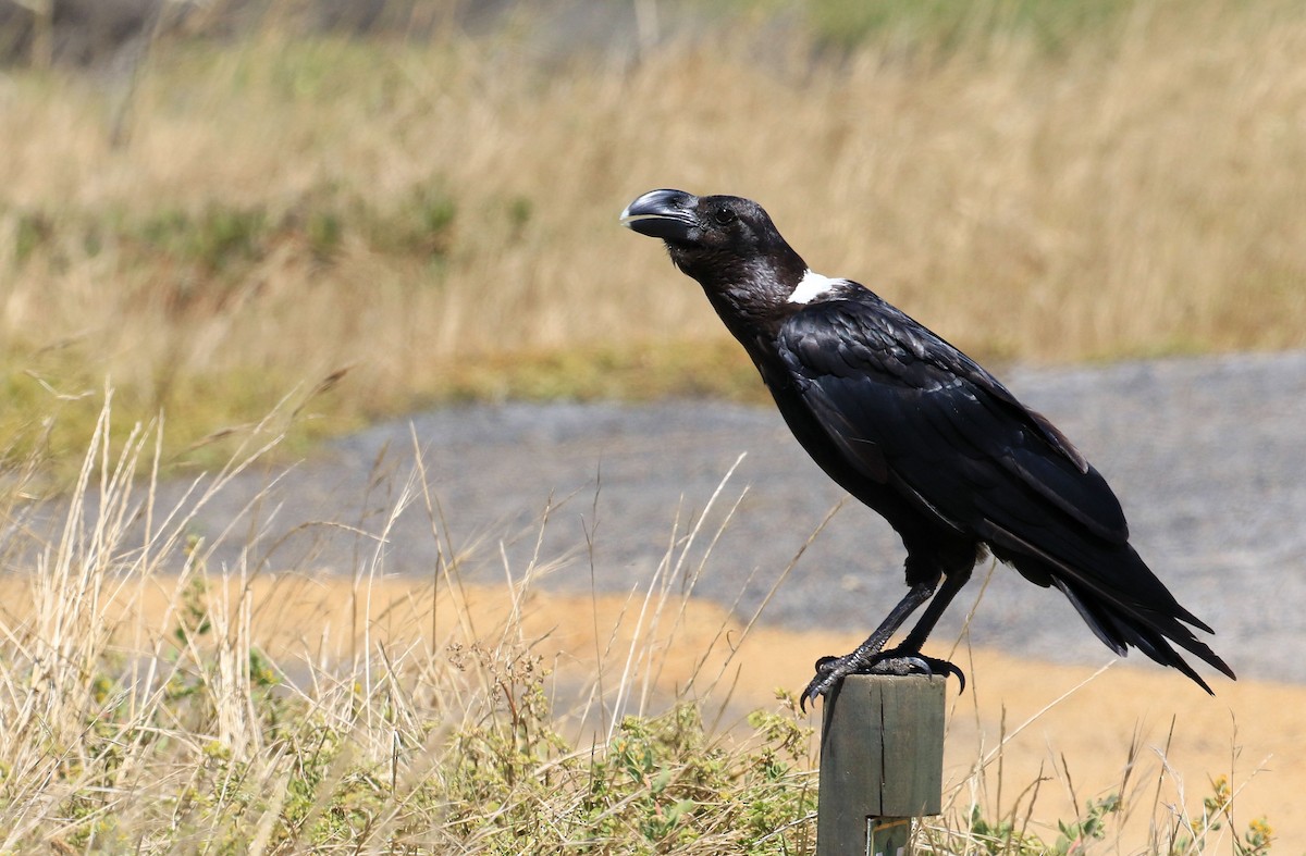 White-necked Raven - Patrick MONNEY