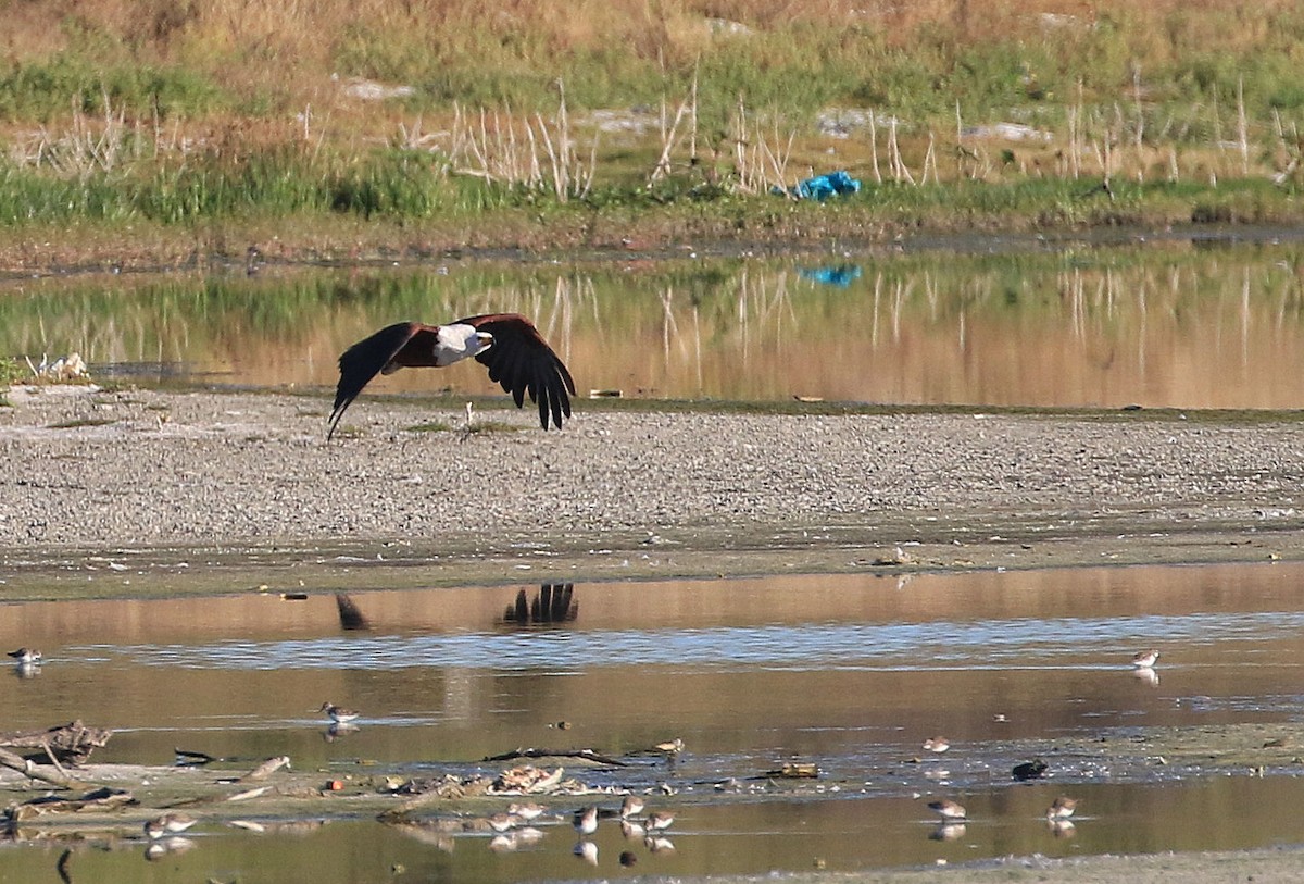 African Fish-Eagle - ML153746691