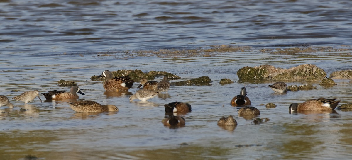 Blue-winged Teal - Dave Curtis