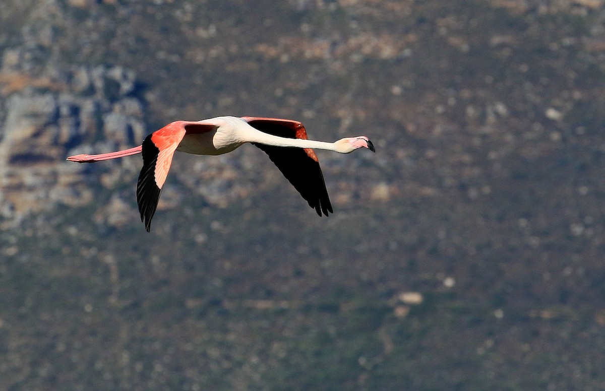 Greater Flamingo - Patrick MONNEY