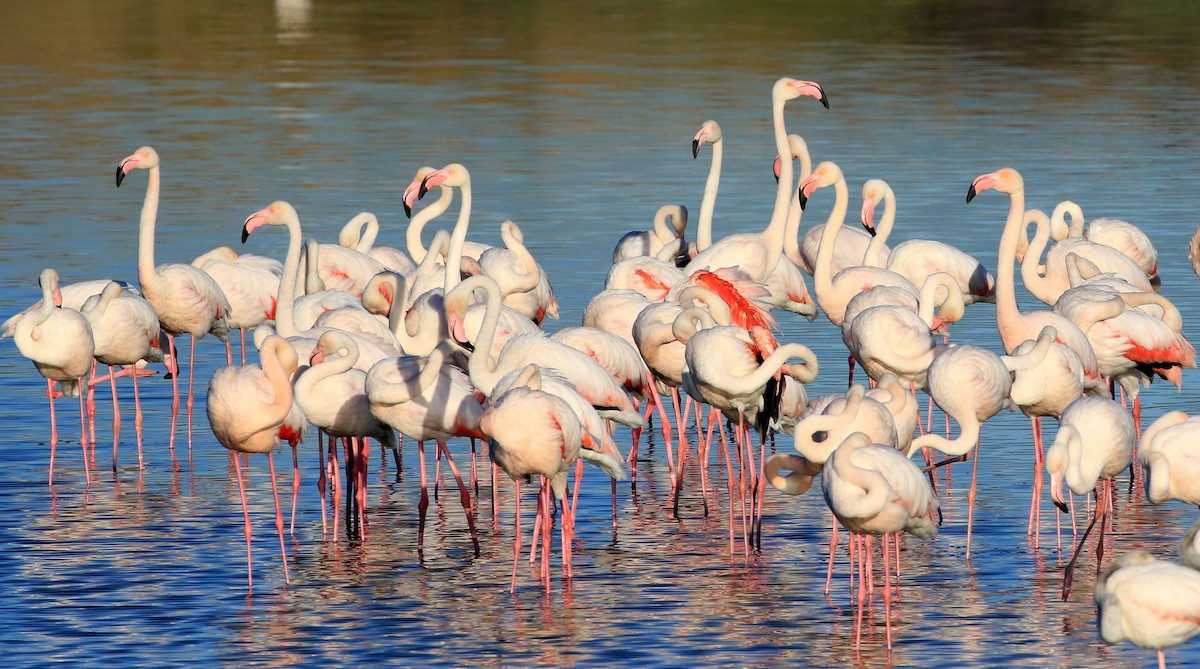 Greater Flamingo - ML153747091