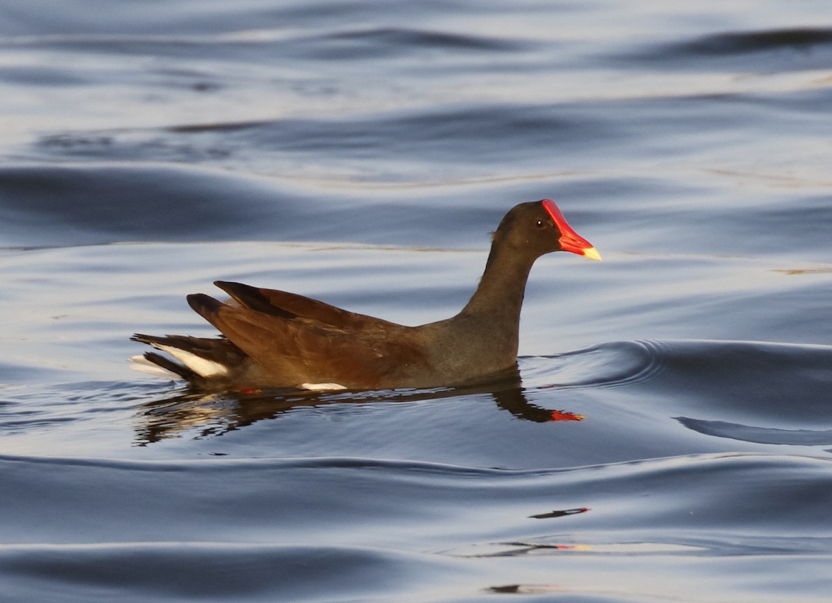 Common Gallinule - Dave Curtis