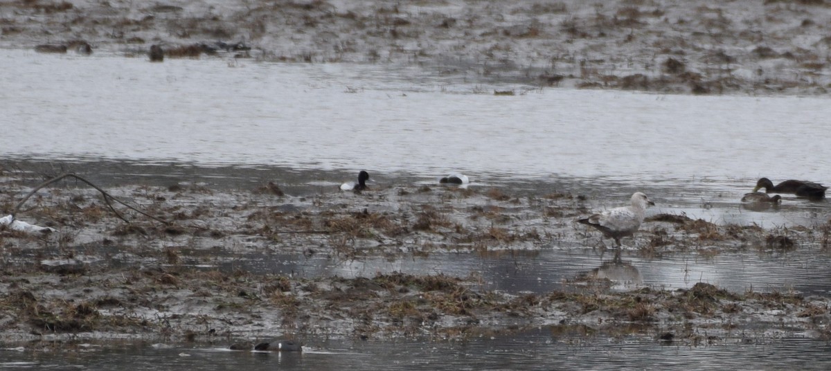 Greater Scaup - ML153748211